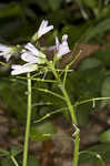 Cutleaf toothwort